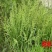 棒棒草种子小龙虾养殖苦梗草菵草一年生耐寒低温挺水水生野草