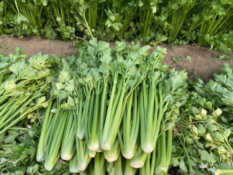 河南鹿邑精品西芹