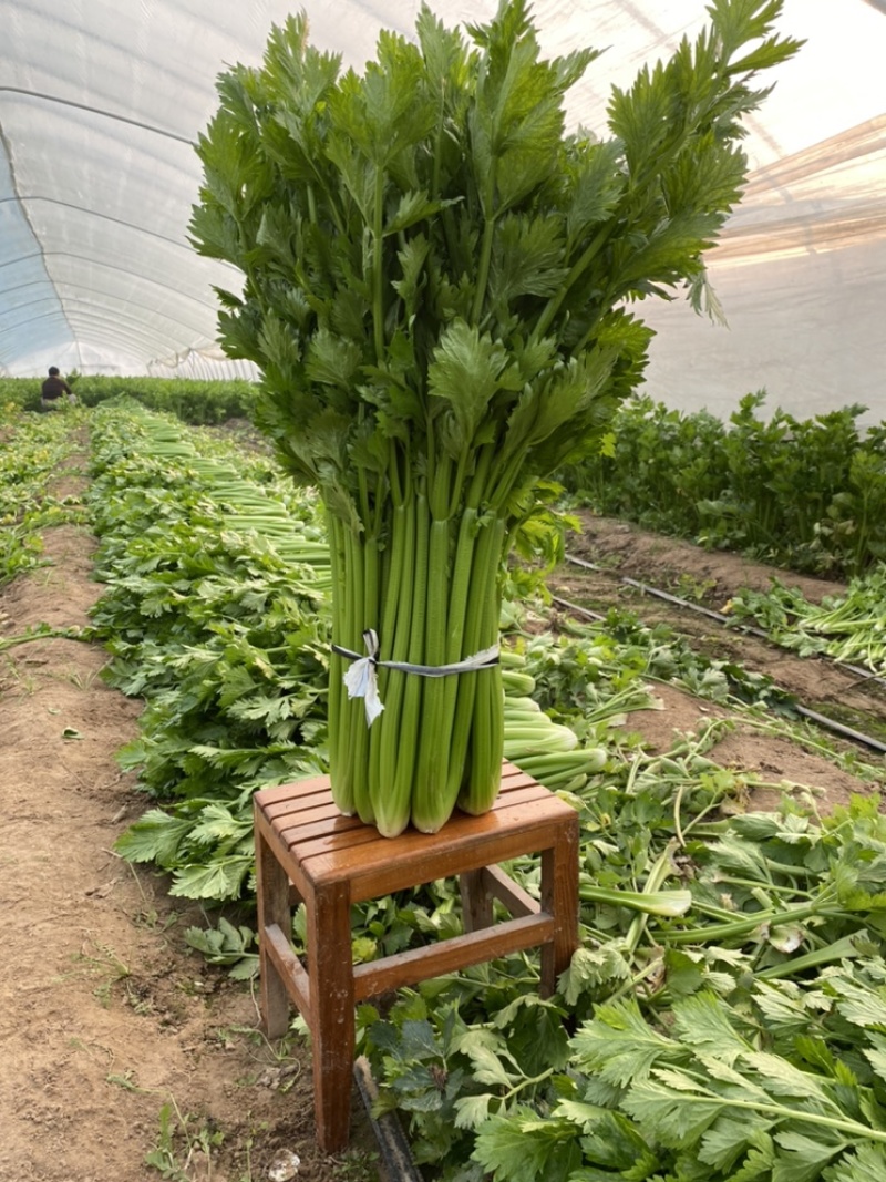 河南鹿邑精品西芹