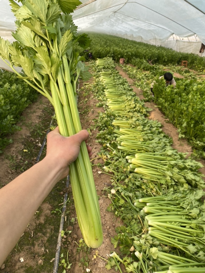 河南鹿邑精品西芹
