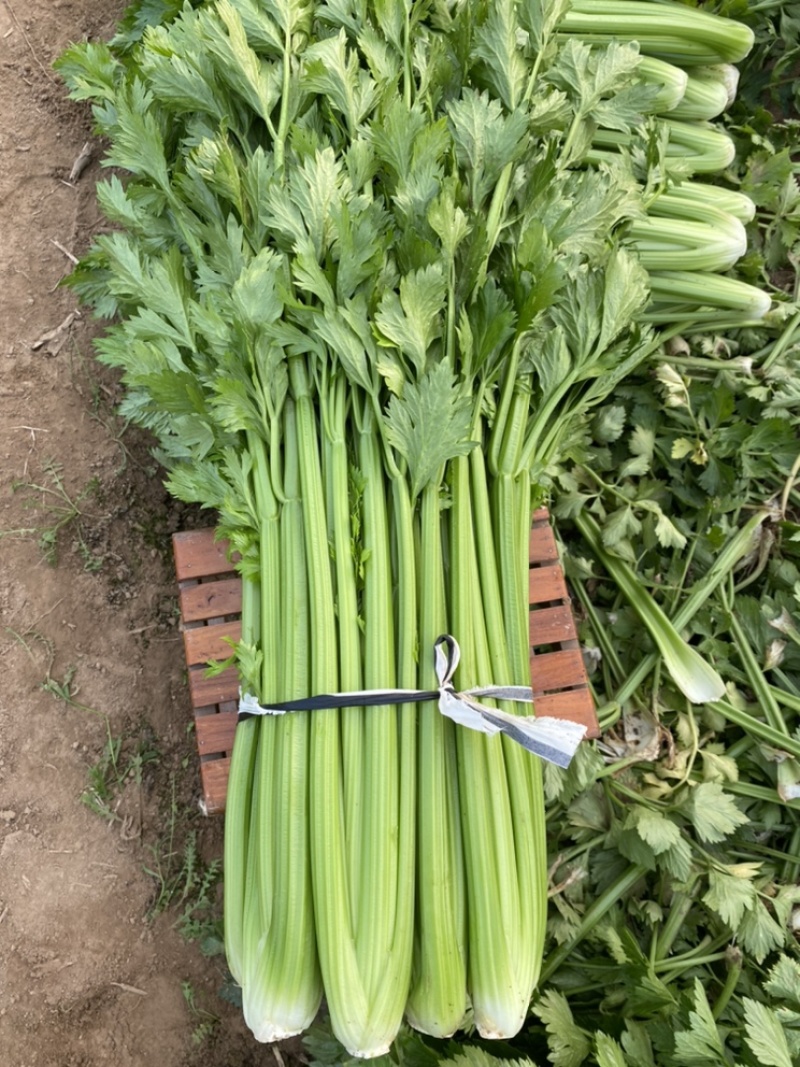 河南鹿邑精品西芹