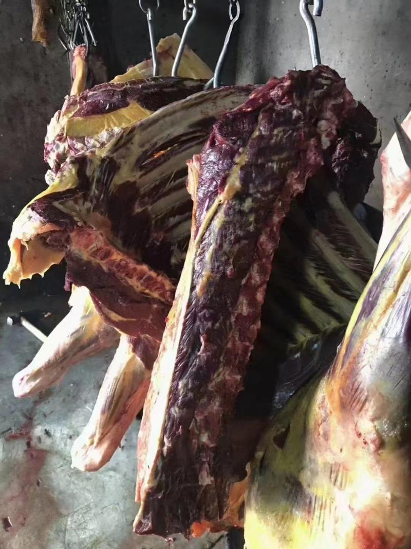 【精品】牛肉青海黄膘牛肉品质高肉质好可大量批发