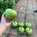 正源利农苹果瓠瓜种子瓜色油绿苹果蒲瓜种子瓠子瓜种子
