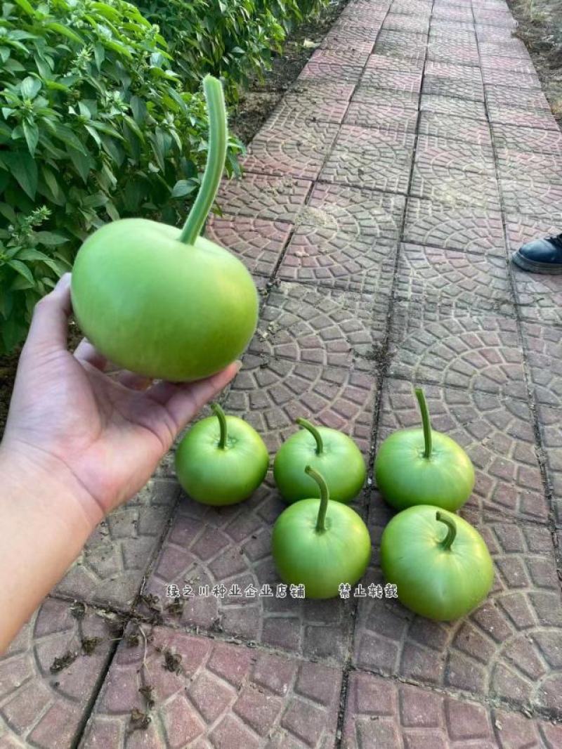 正源利农苹果瓠瓜种子瓜色油绿苹果蒲瓜种子瓠子瓜种子