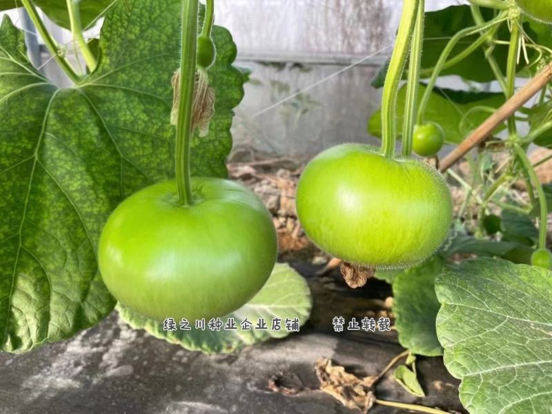 正源利农苹果瓠瓜种子瓜色油绿苹果蒲瓜种子瓠子瓜种子