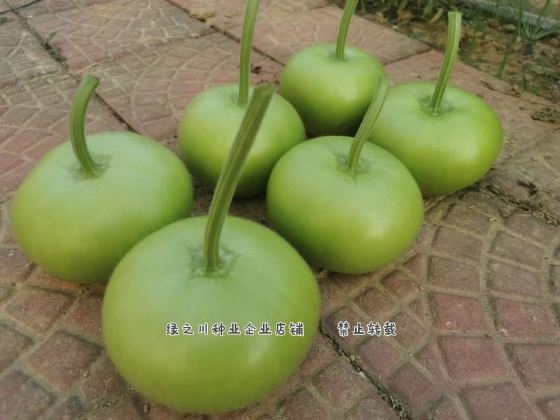 正源利农苹果瓠瓜种子瓜色油绿苹果蒲瓜种子瓠子瓜种子