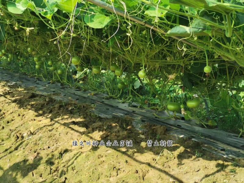 正源利农苹果瓠瓜种子瓜色油绿苹果蒲瓜种子瓠子瓜种子