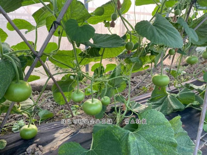 正源利农苹果瓠瓜种子瓜色油绿苹果蒲瓜种子瓠子瓜种子