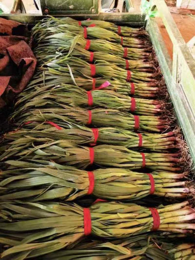 精品蒜苗