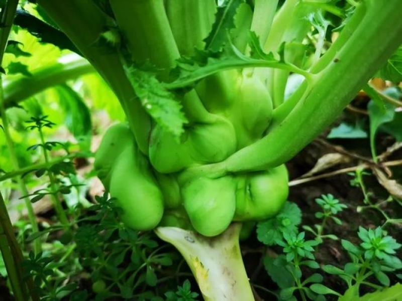 榨菜