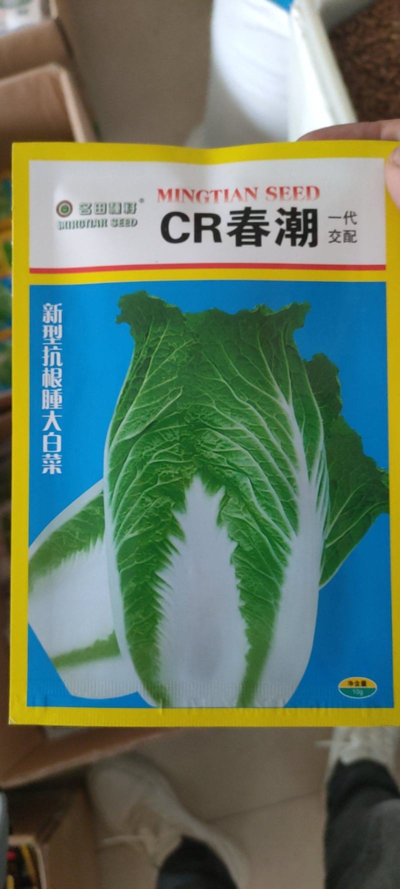 白心早熟白菜种子大白菜种子55天白菜种子健春白菜种子