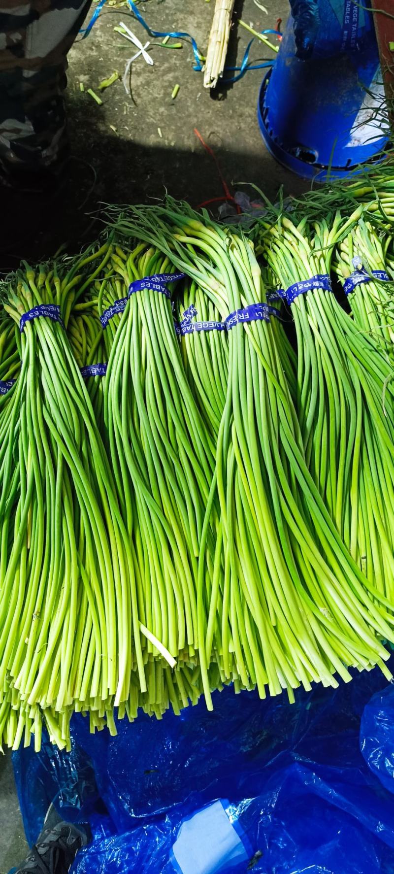 山东金乡蒜苔精品蒜薹新蒜苔产地直发冷库存储量大从优