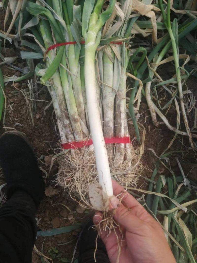 周口铁杆钢葱，长白大葱，质量保证，全网对接，大量上市中
