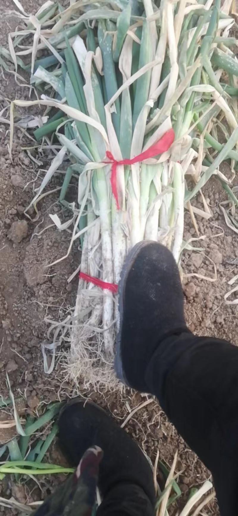 周口铁杆钢葱，长白大葱，质量保证，全网对接，大量上市中