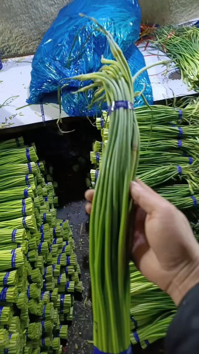 山东金乡蒜苔精品蒜薹新蒜苔产地直发冷库存储量大从优