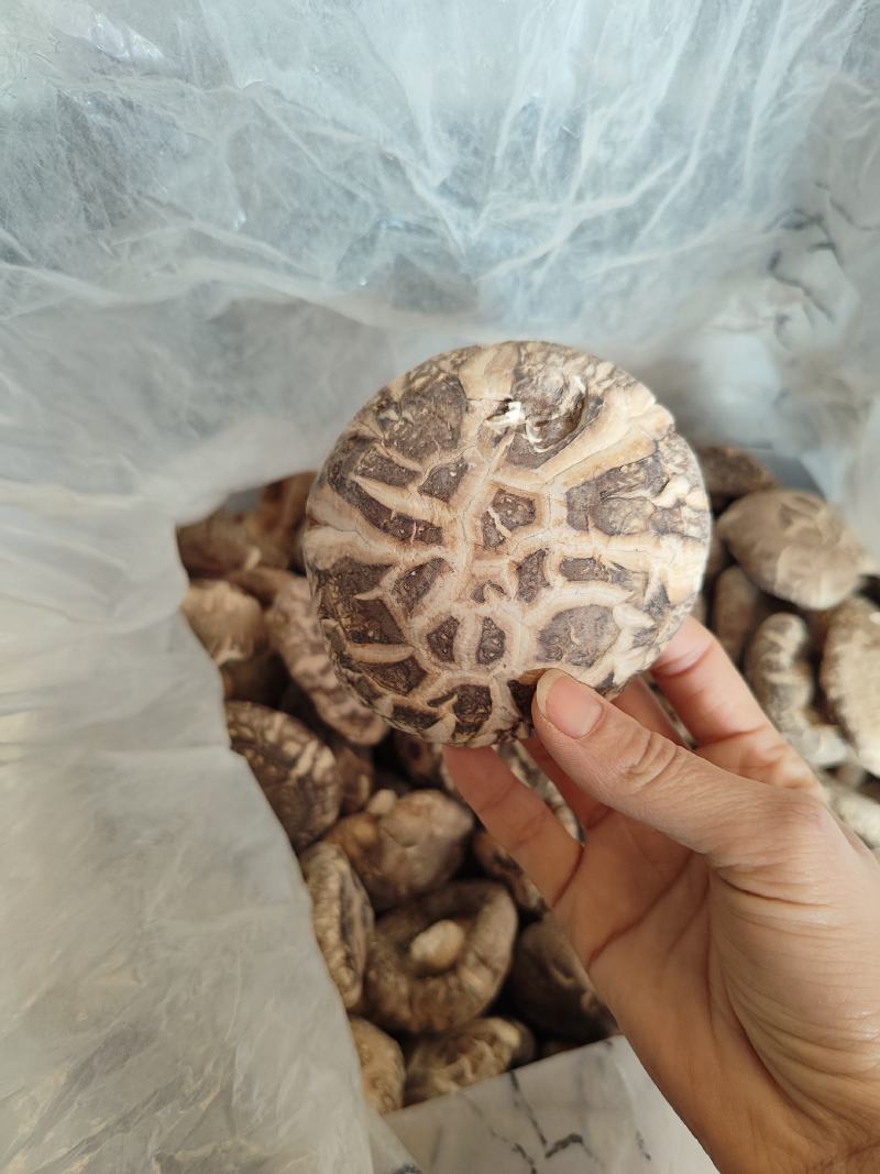 2022随县干香菇大花菇肉厚型好