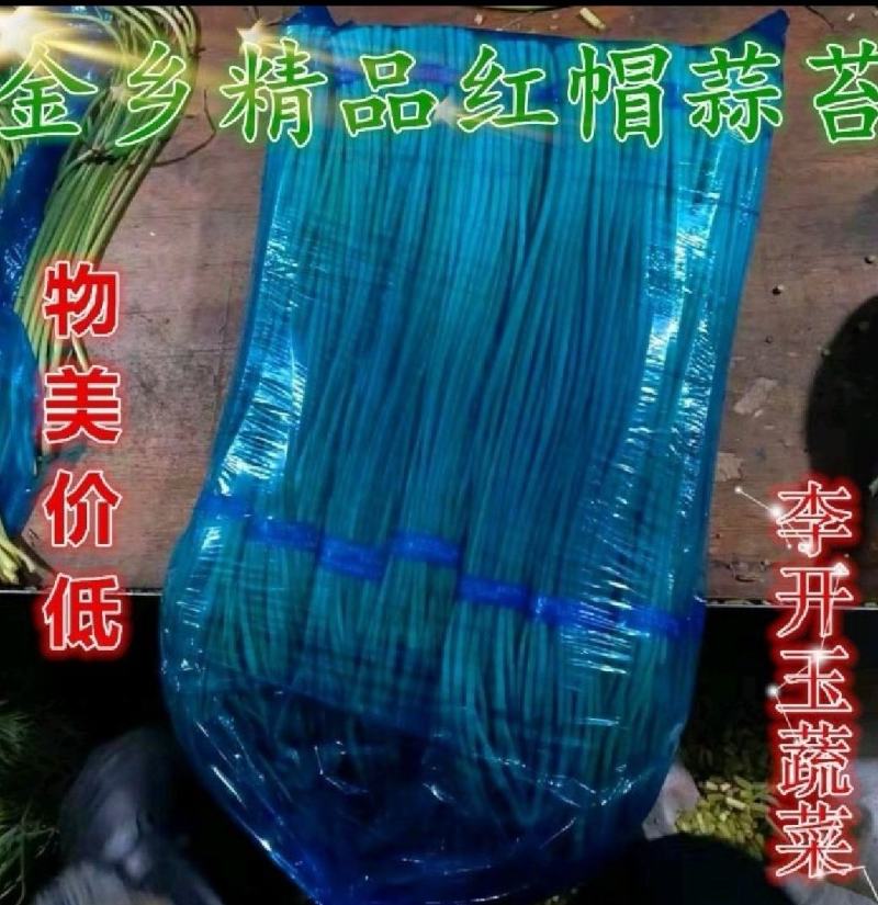 【蒜薹】正宗山东红帽蒜苔一手货源量大从优【坏单包赔】