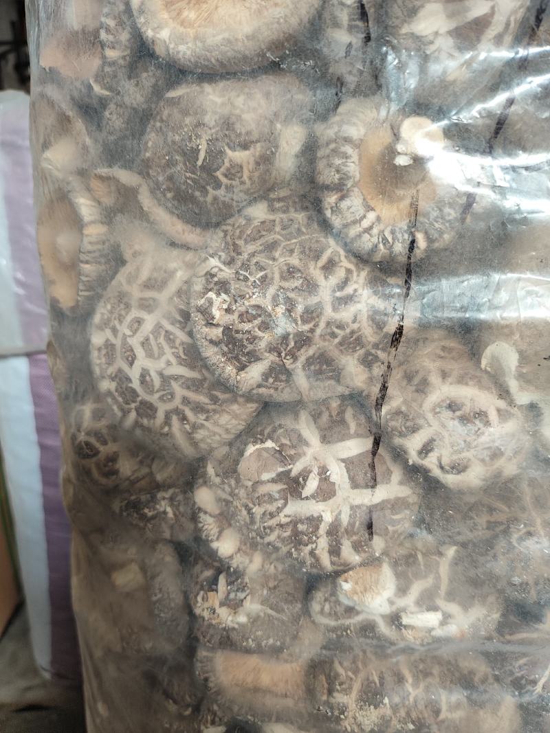 2022随县干香菇大花菇肉厚型好