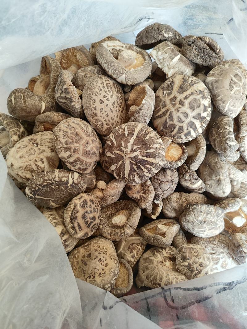 2022随县干香菇大花菇肉厚型好