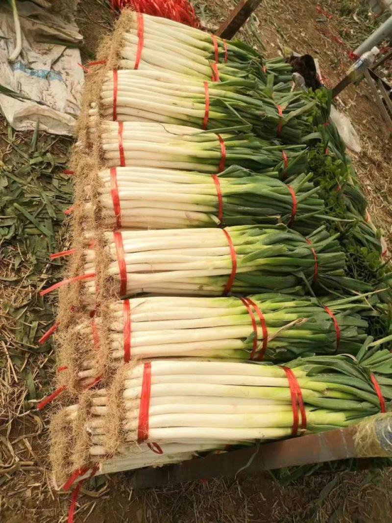 周口铁杆钢葱，长白大葱，质量保证，全网对接，大量上市中