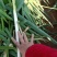 周口铁杆钢葱，长白大葱，质量保证，全网对接，大量上市中