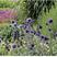 蓝刺头花种籽子多年生宿根花卉种子冬季耐寒室内阳台庭院盆栽
