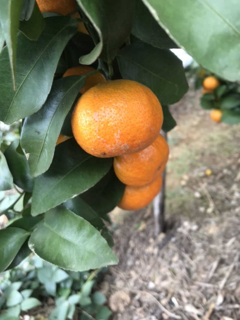 砂糖橘，量大，价格便宜