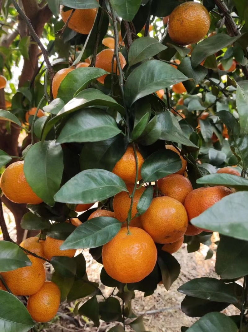 砂糖橘，量大，价格便宜