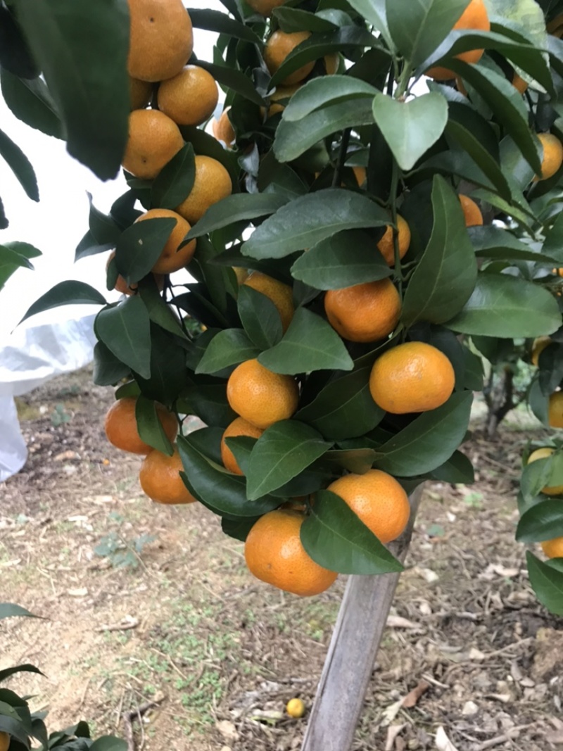 砂糖橘，量大，价格便宜