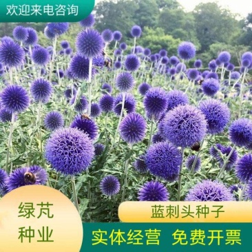 蓝刺头花种籽子多年生宿根花卉种子冬季耐寒室内阳台庭院盆栽