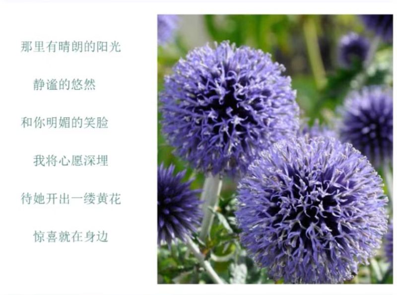 蓝刺头花种籽子多年生宿根花卉种子冬季耐寒室内阳台庭院盆栽