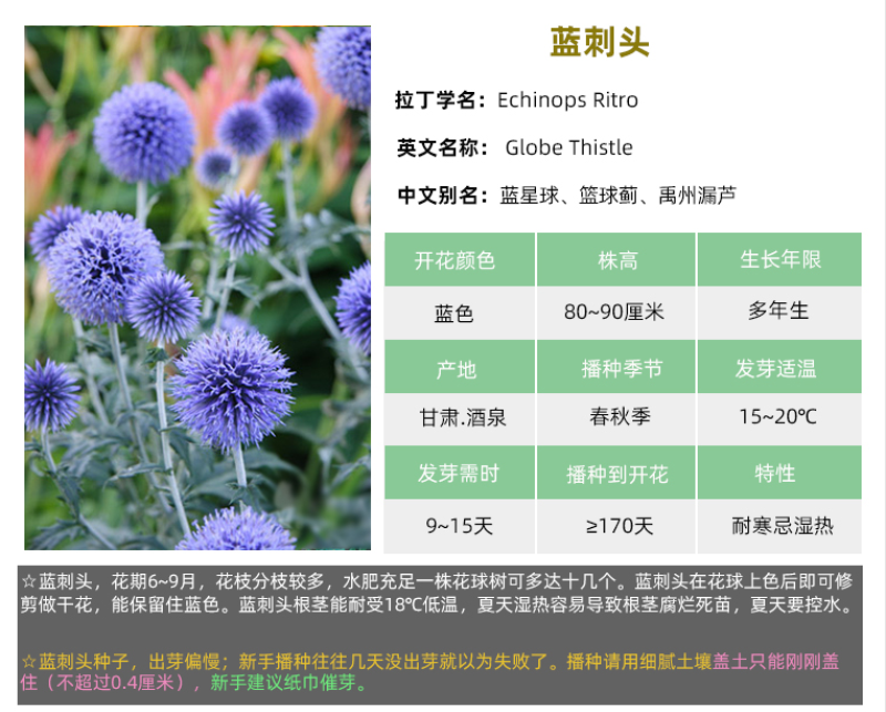 蓝刺头花种籽子多年生宿根花卉种子冬季耐寒室内阳台庭院盆栽