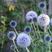 蓝刺头花种籽子多年生宿根花卉种子冬季耐寒室内阳台庭院盆栽