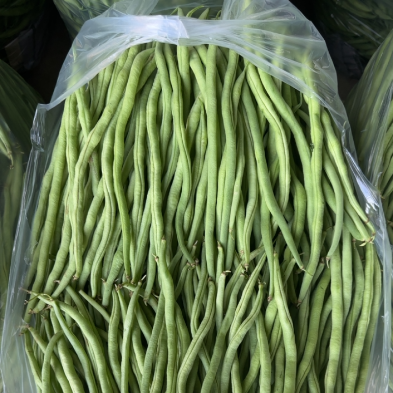 大量无筋豆白豆