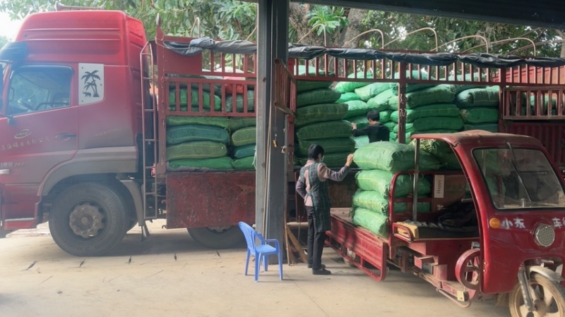 大量无筋豆白豆
