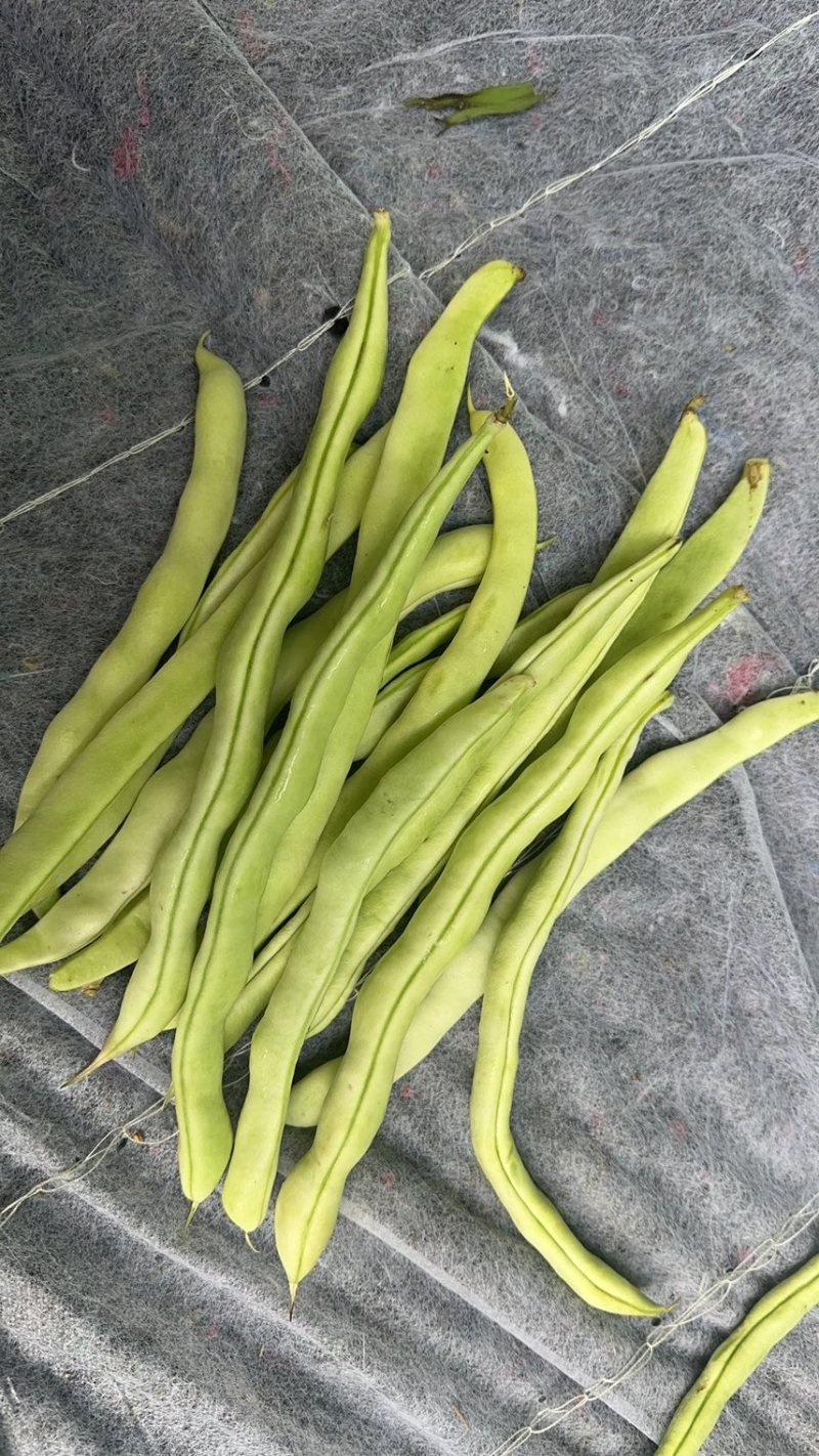 大量无筋豆白豆