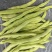 大量无筋豆白豆