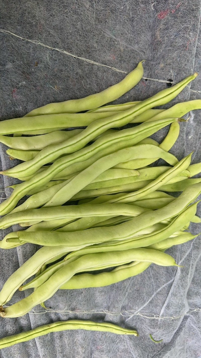 大量无筋豆白豆
