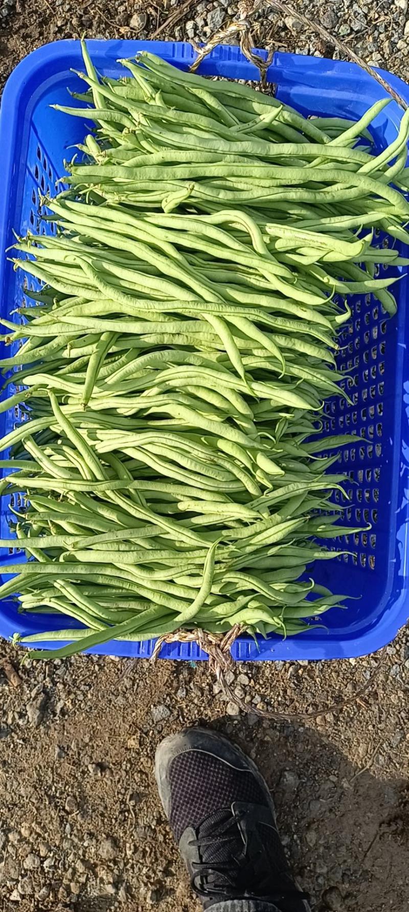 大量无筋豆白豆