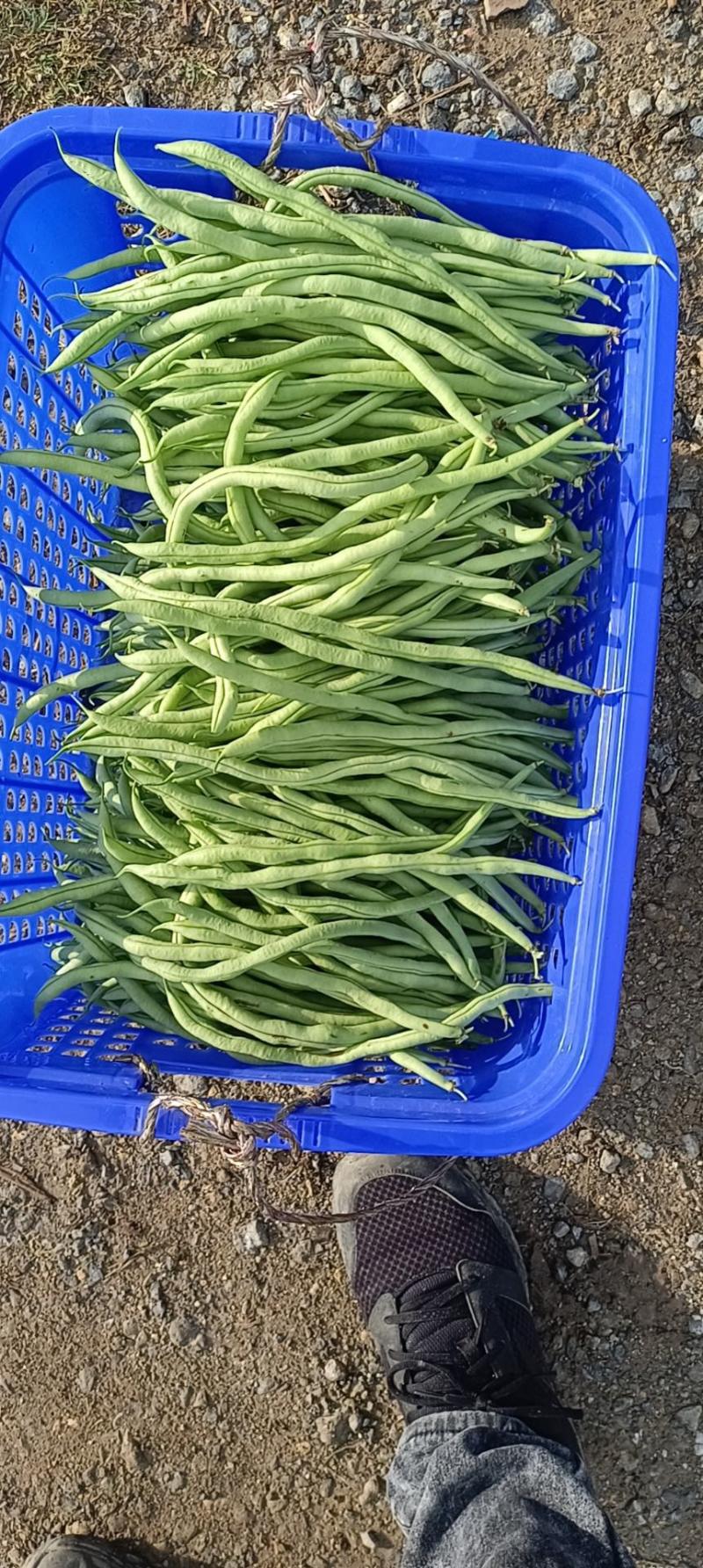 大量无筋豆白豆