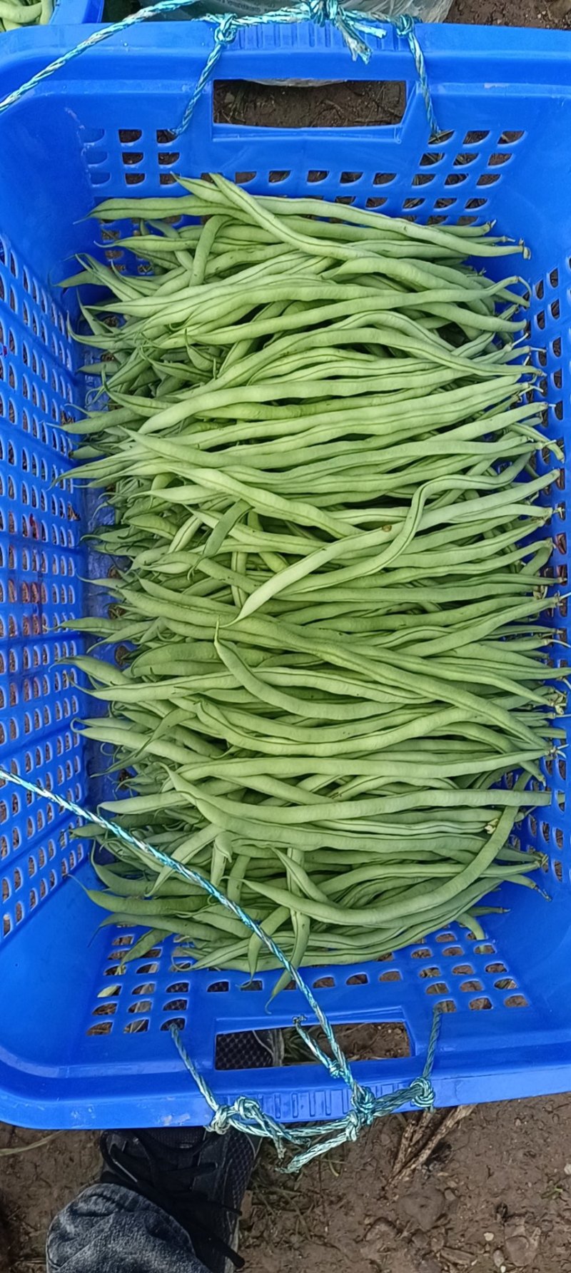 大量无筋豆白豆