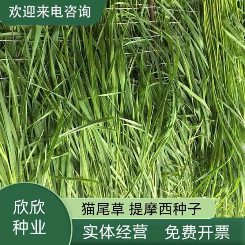 提摩西草籽兔子粮草正宗猫尾草种子多年生长宠物豚鼠龙猫牧草