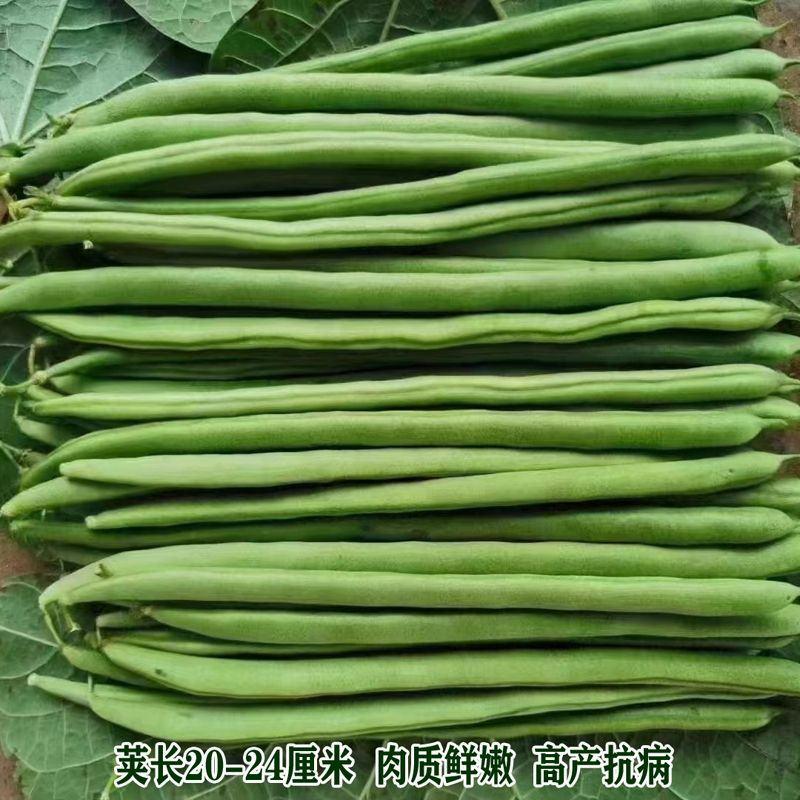 加长小金豆种子抗寒耐热芸豆四季豆种子春秋菜豆种子圆形荚豆