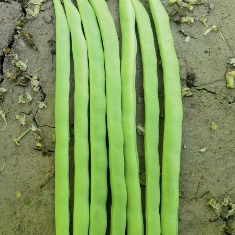 加长小金豆种子抗寒耐热芸豆四季豆种子春秋菜豆种子圆形荚豆