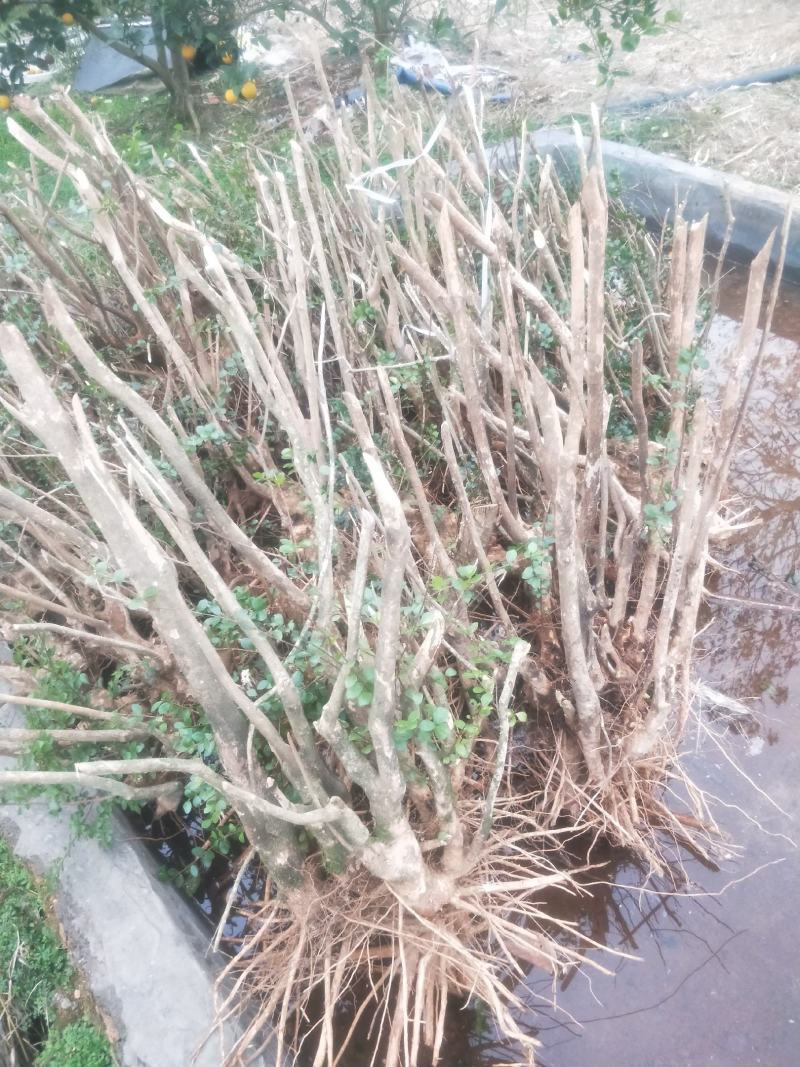 广西赤楠大量批发供应，熟桩，刚下山的树桩都有