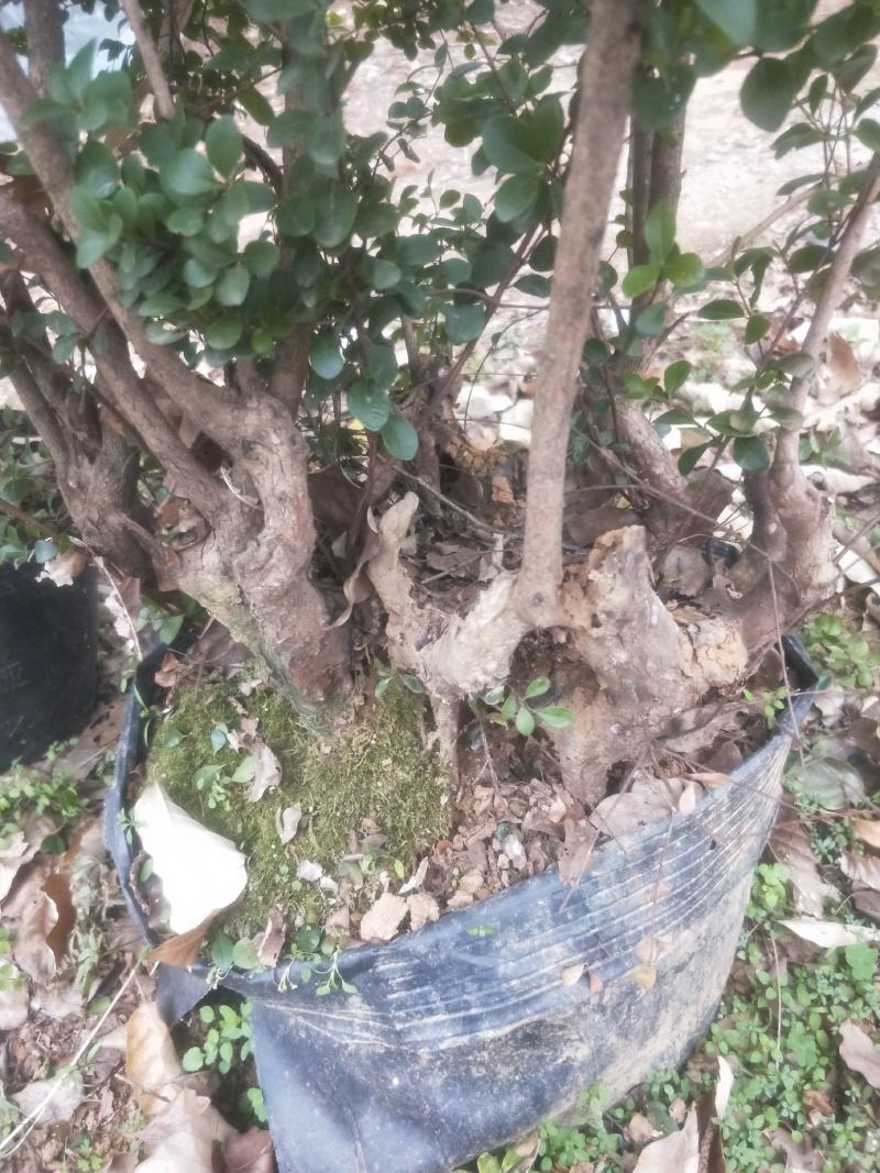 广西赤楠大量批发供应，熟桩，刚下山的树桩都有