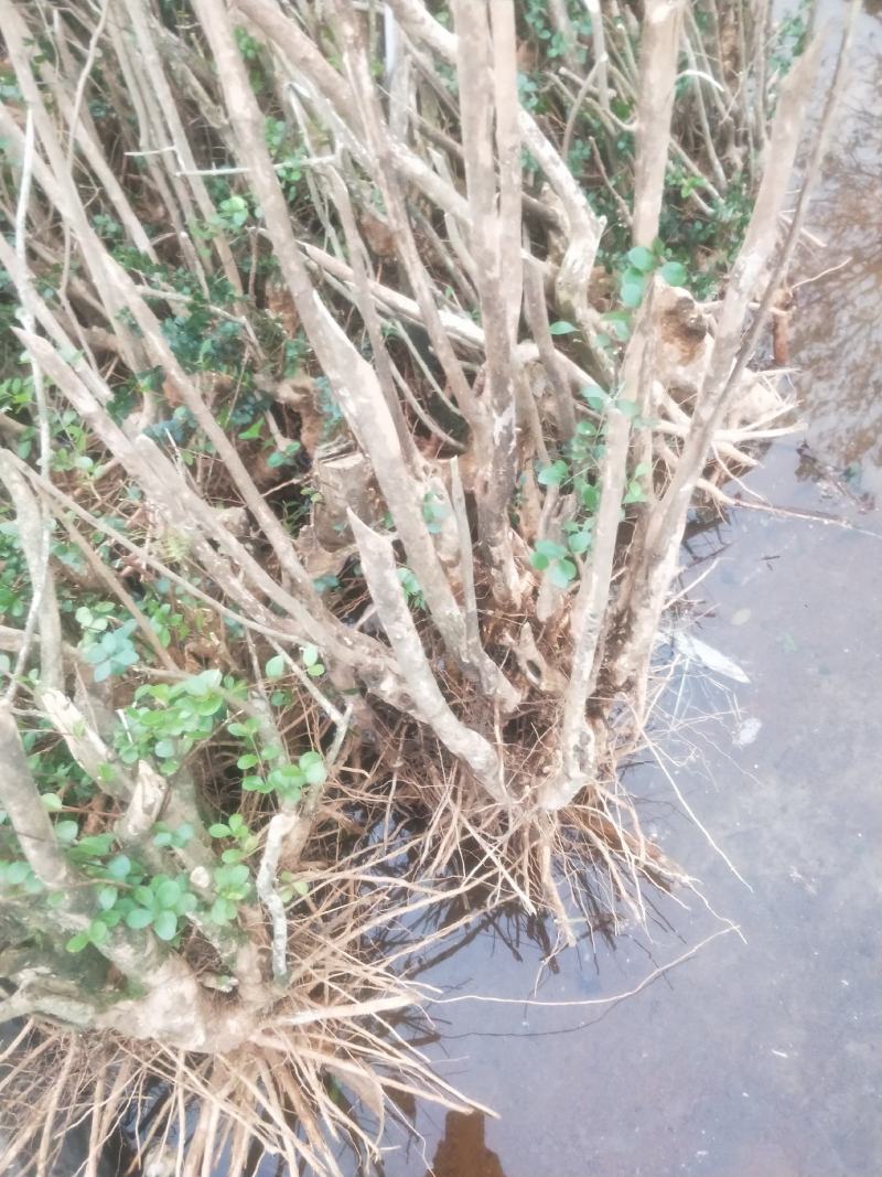 广西赤楠大量批发供应，熟桩，刚下山的树桩都有
