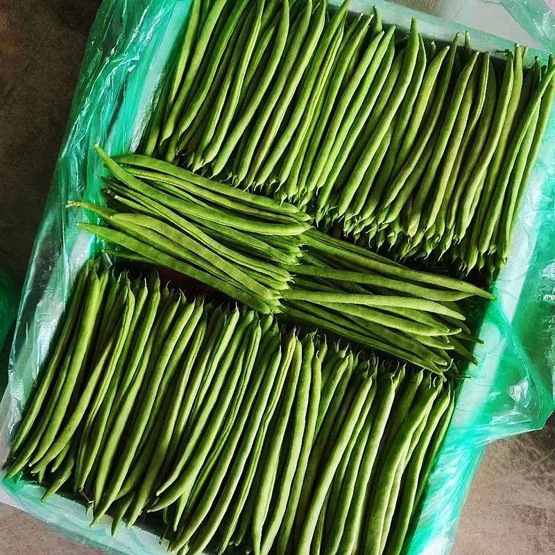 无筋豆角种籽锦绣红花小金豆肉厚高产抗病大田中早熟四季豆种