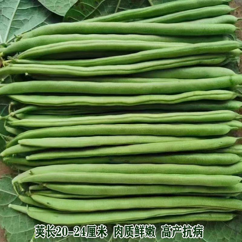 无筋豆角种籽锦绣红花小金豆肉厚高产抗病大田中早熟四季豆种