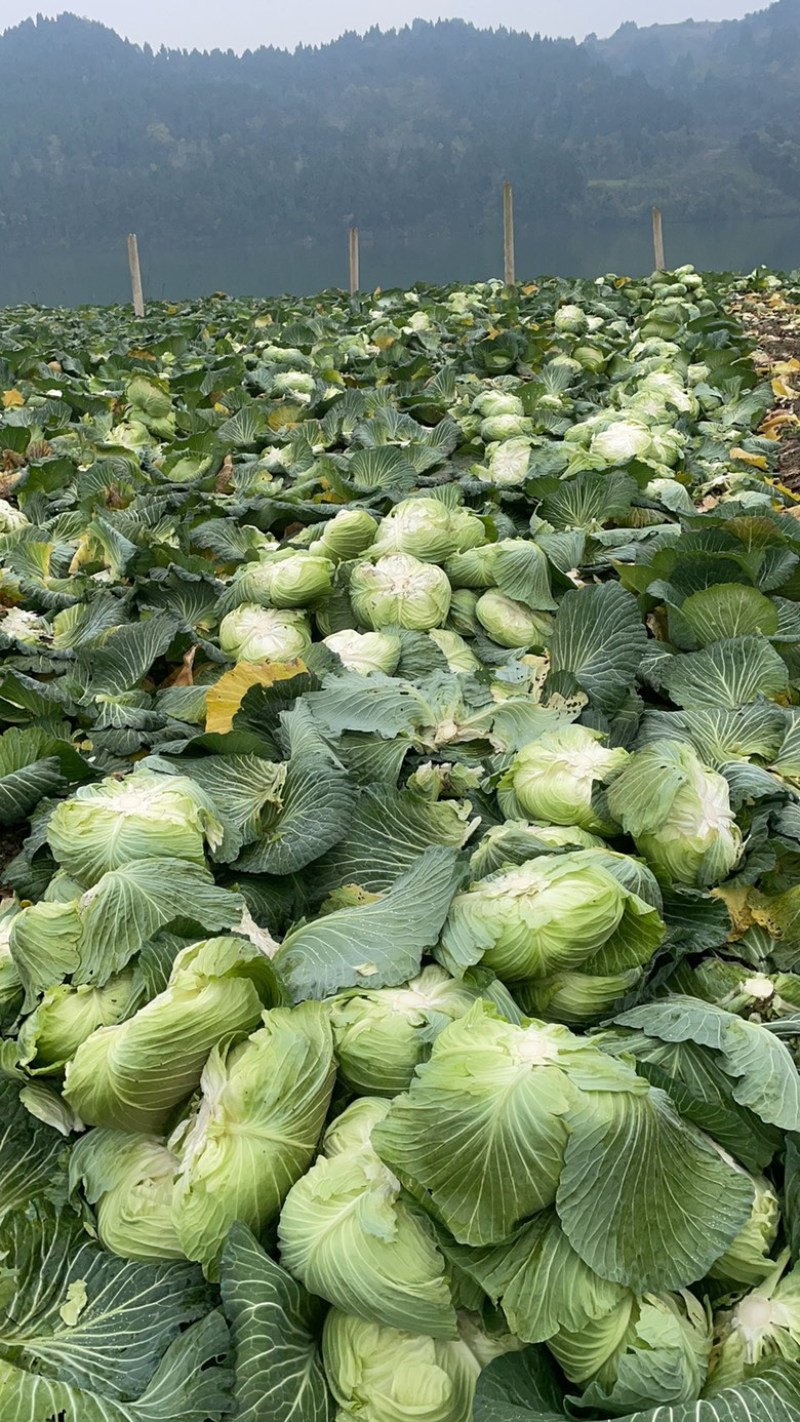 蓬溪甘蓝莲花白优选圆包菜基地直供欢迎各位老板致电